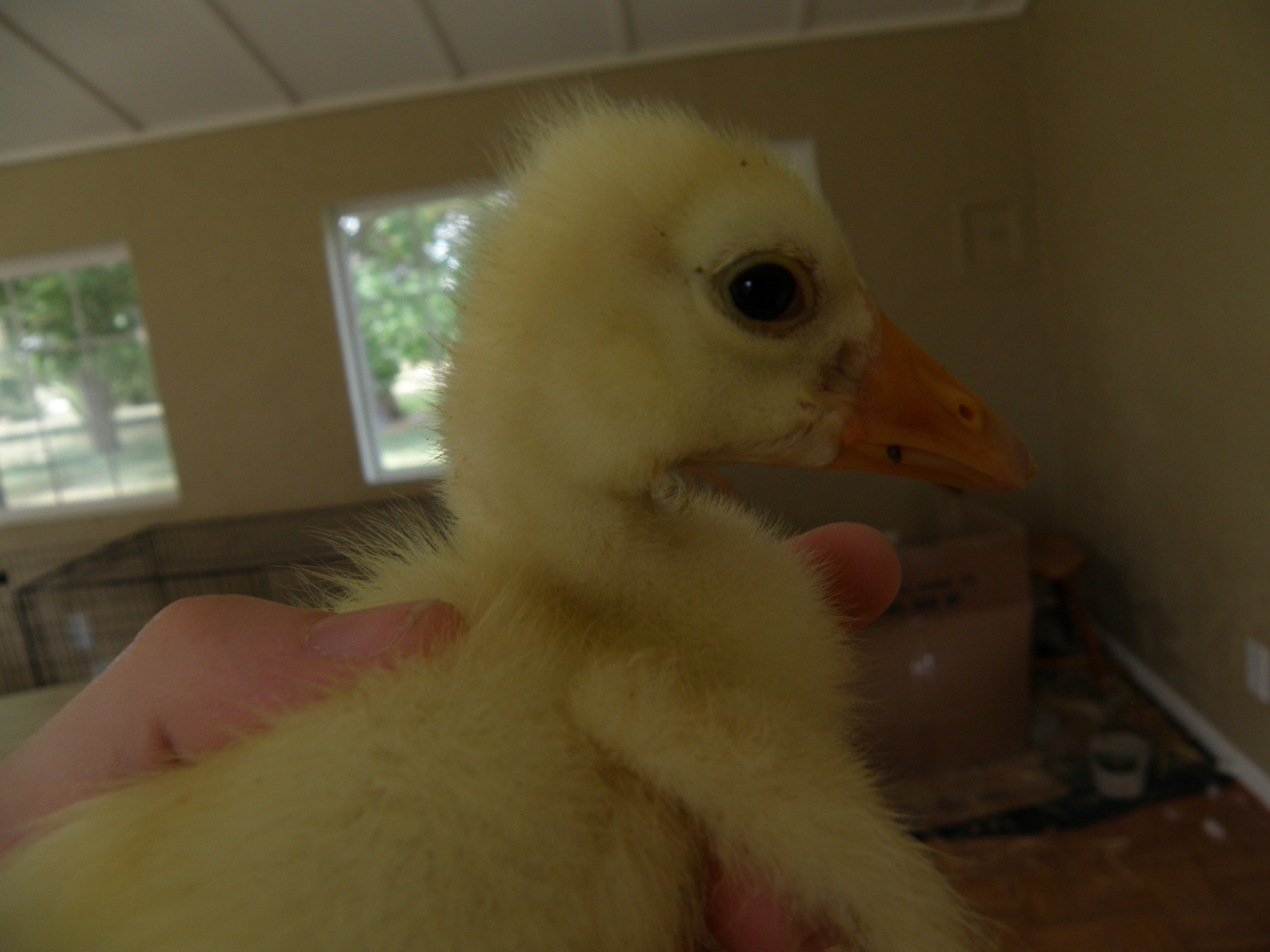 Gosling