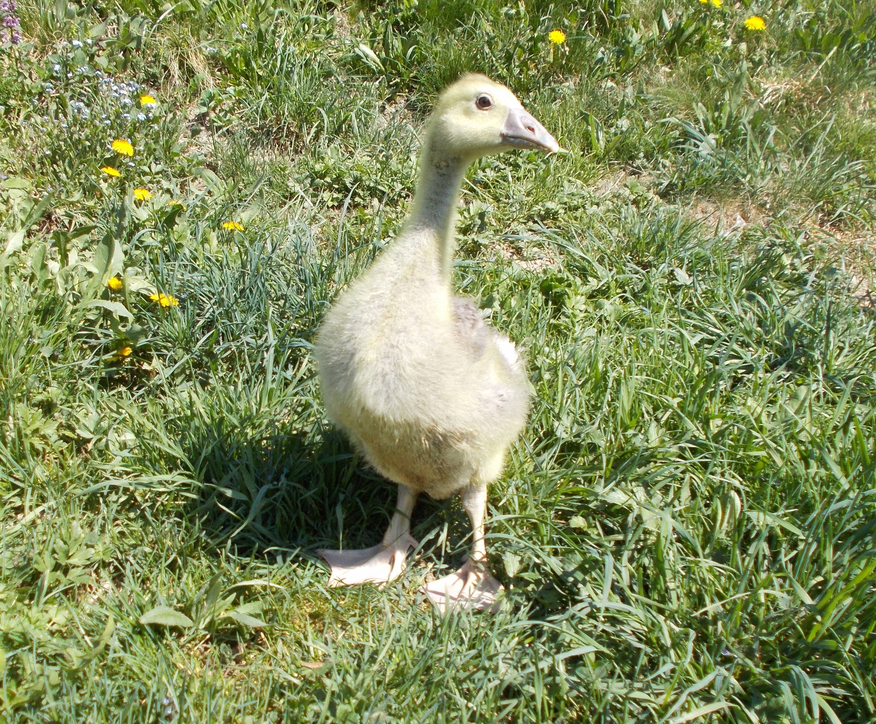 gosling