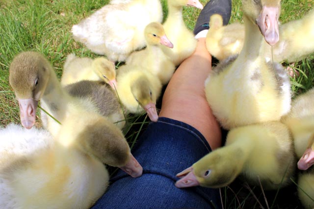 Goslings attacking me