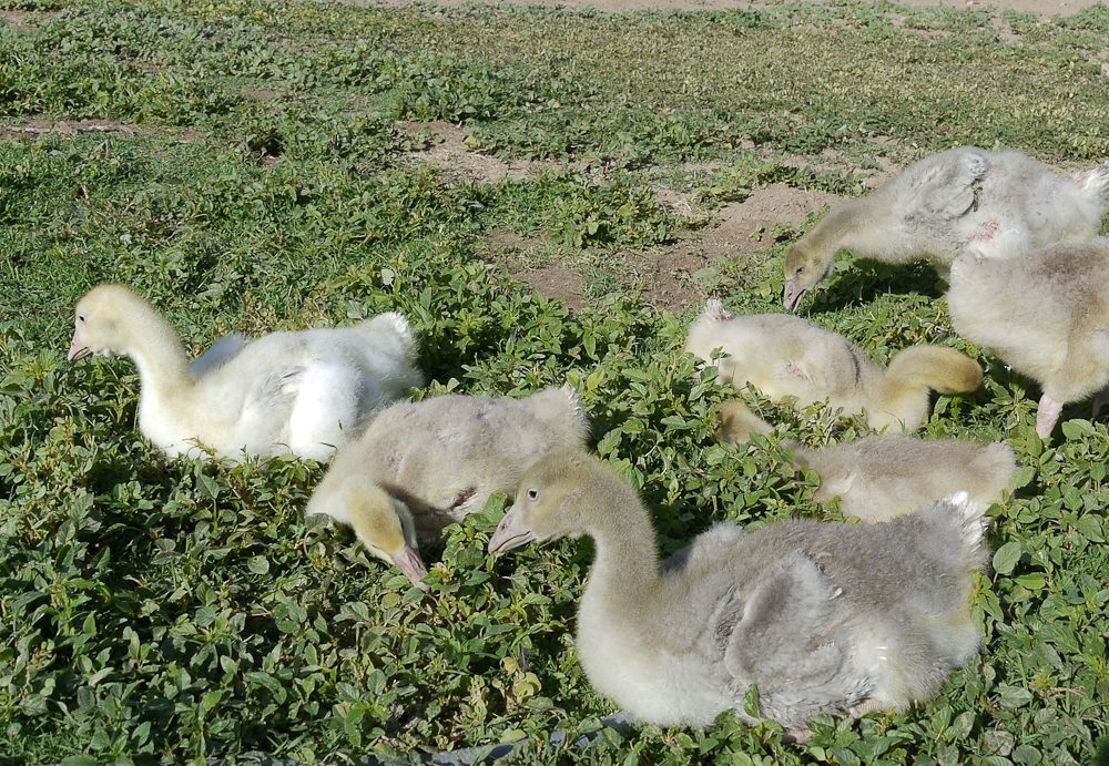 Goslings -- Blues, Silver, and Buffs