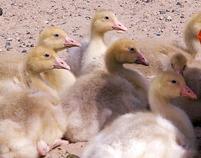 Goslings hangin' out