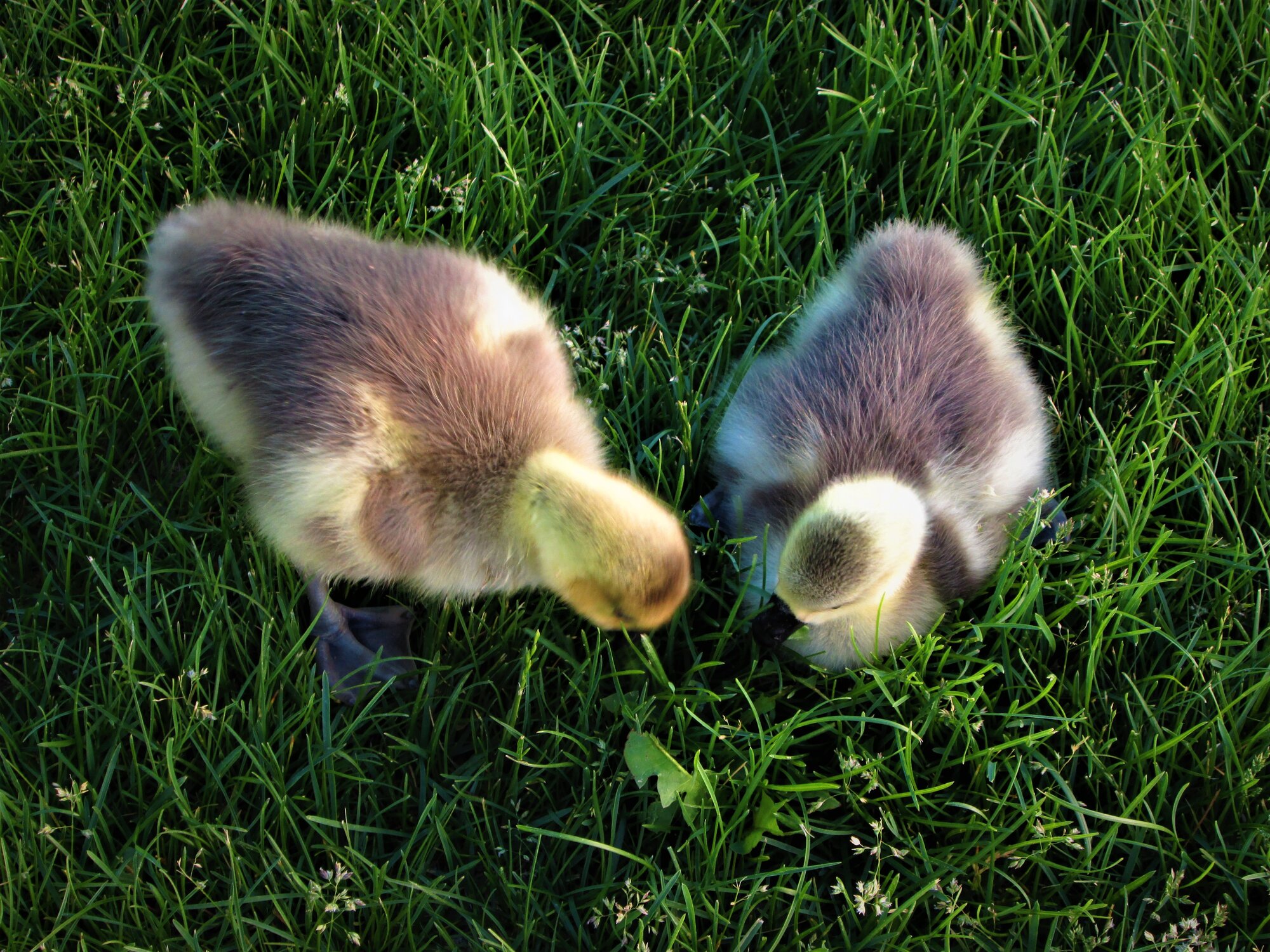 Goslings Lawn