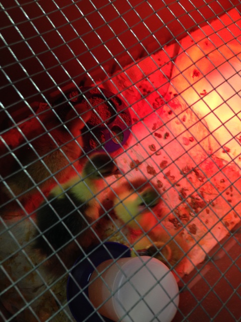 goslings meeting and eating