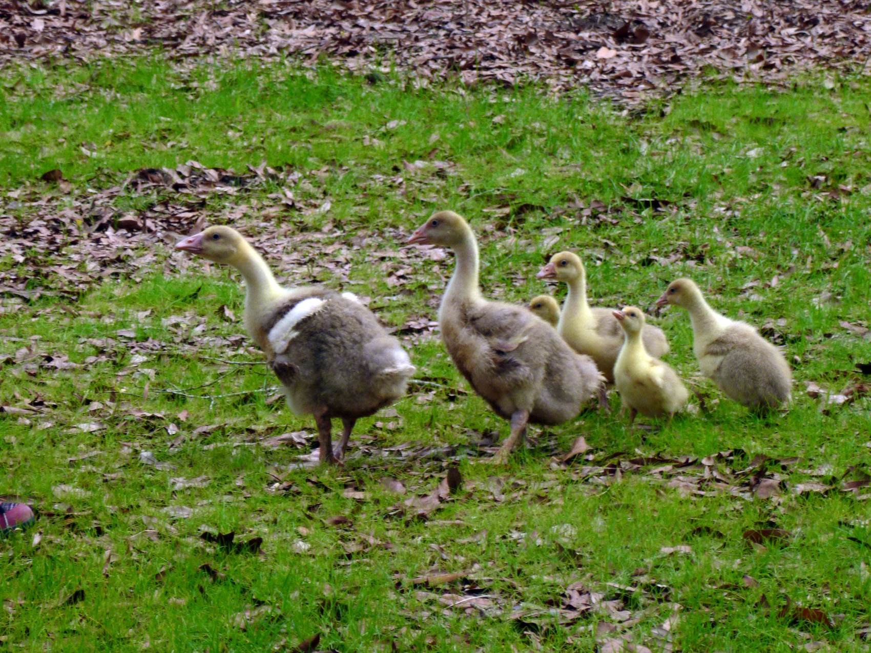 Goslings on parade.