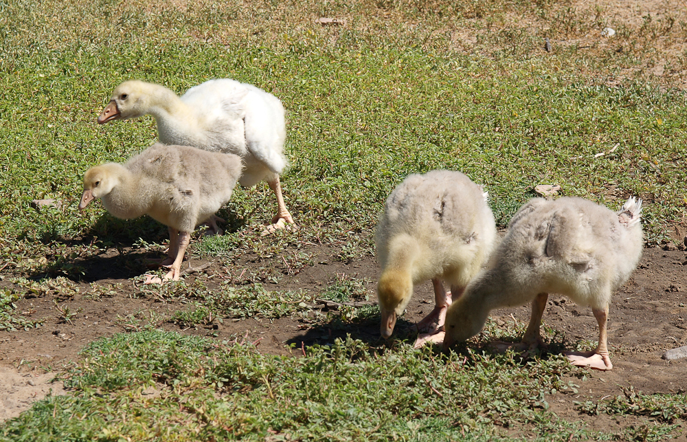 Goslings--Silver and Buffs