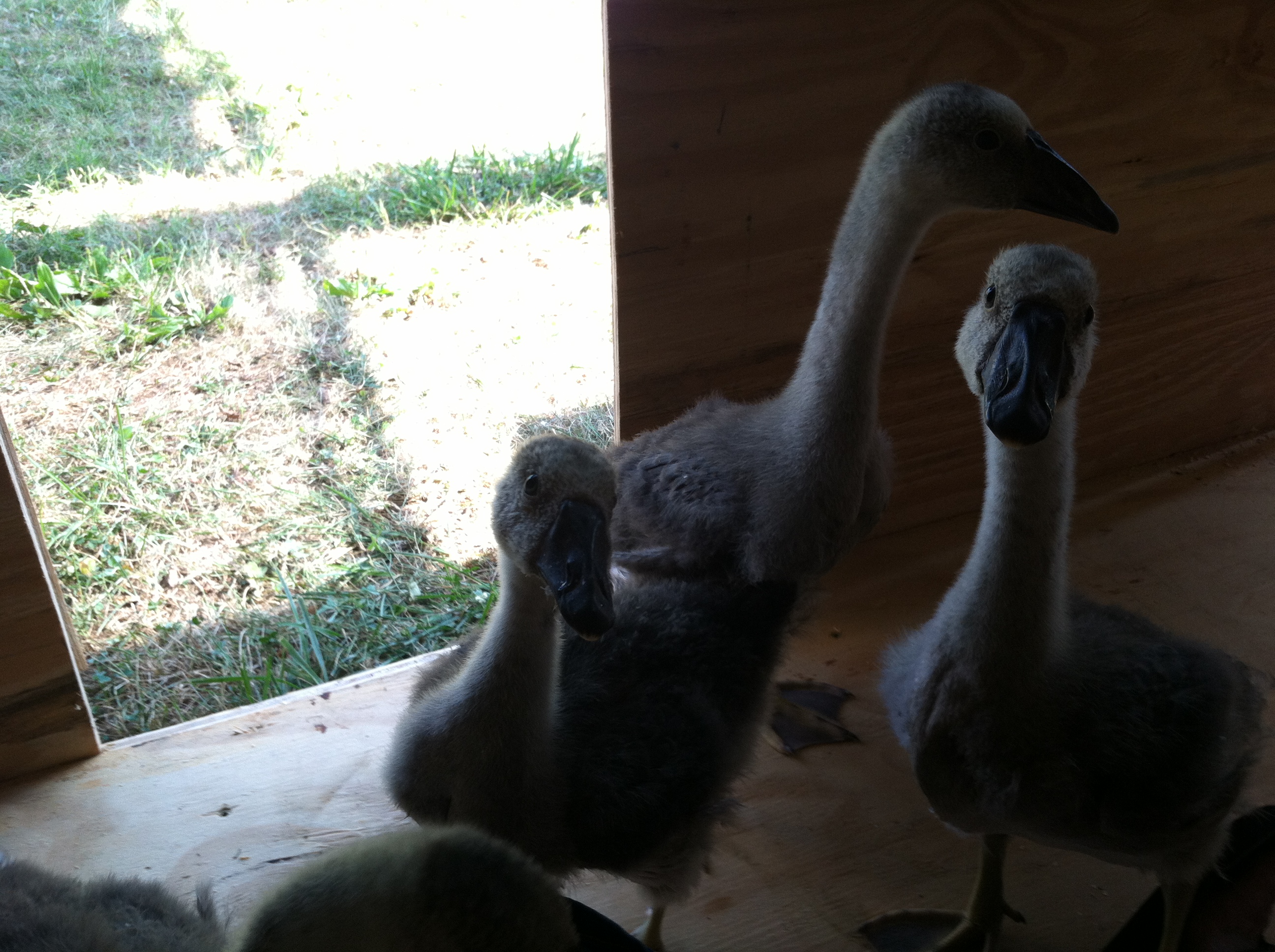 Goslings wondering where the interior pool is located