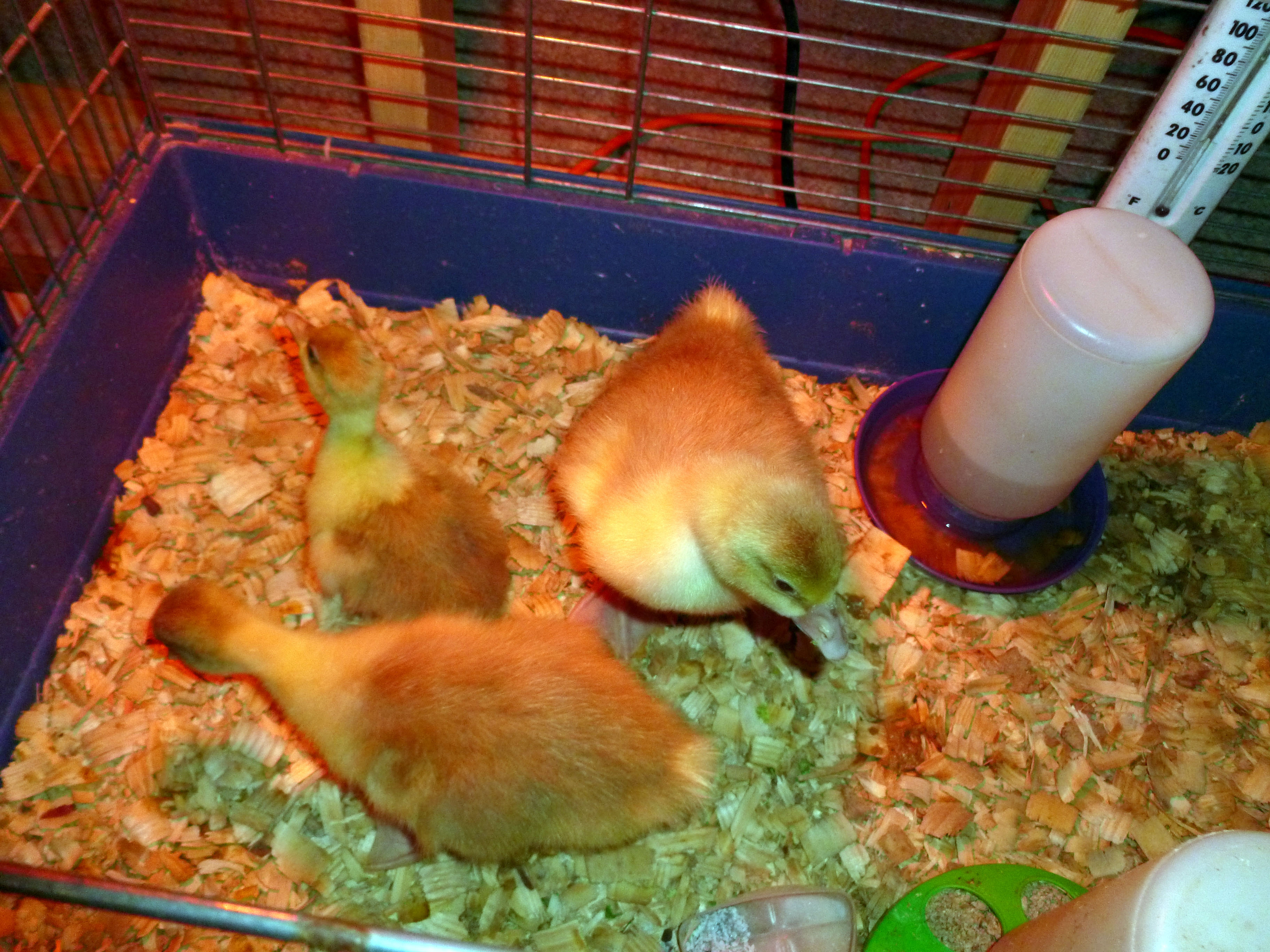 Goslings