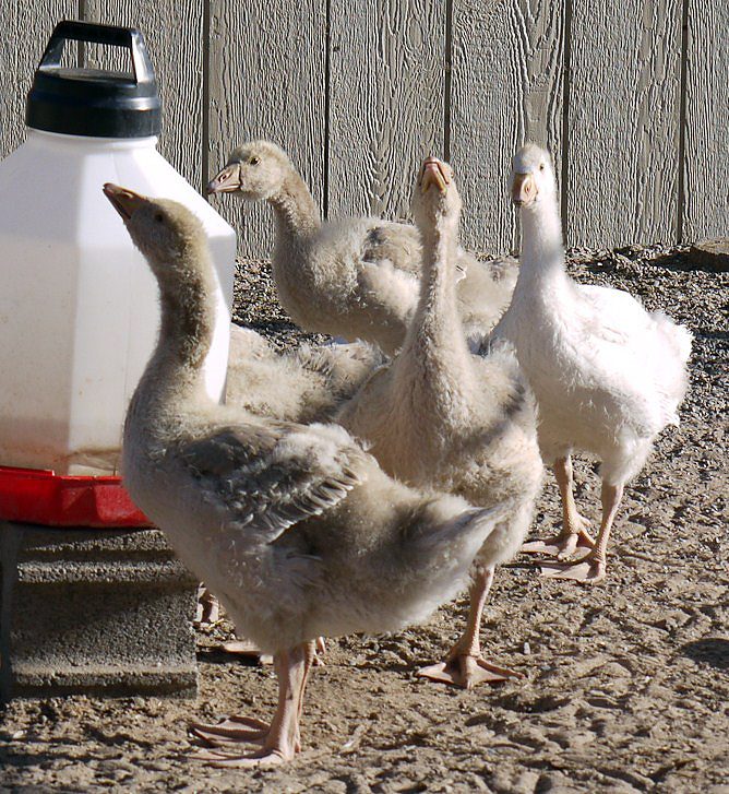 Goslings