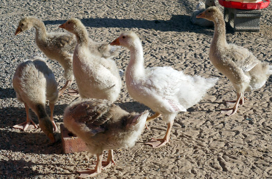 Goslings