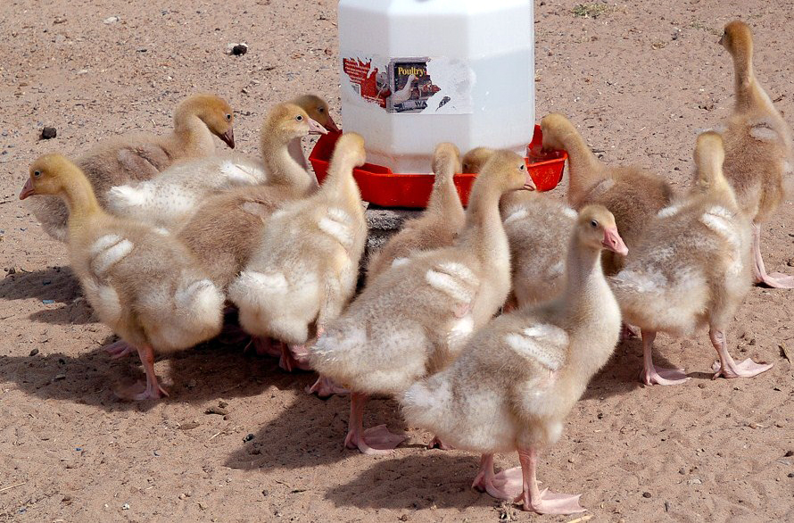 Goslings