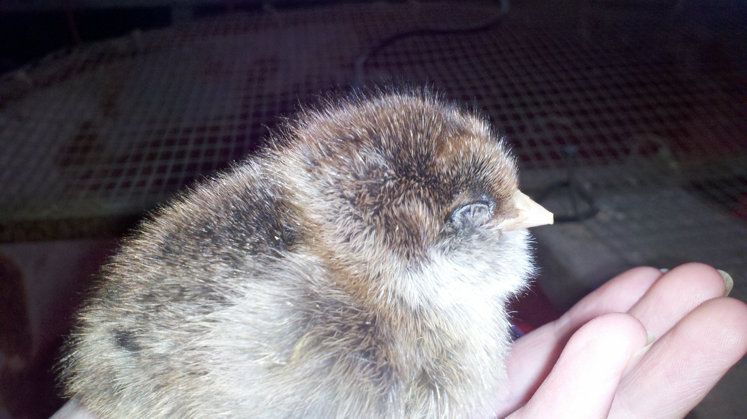 Got a couple of these chocolate colored fuzzy balls