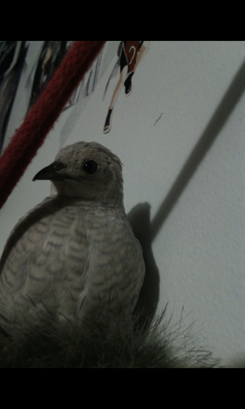 Got a nice photo of my Silver king/button quail.