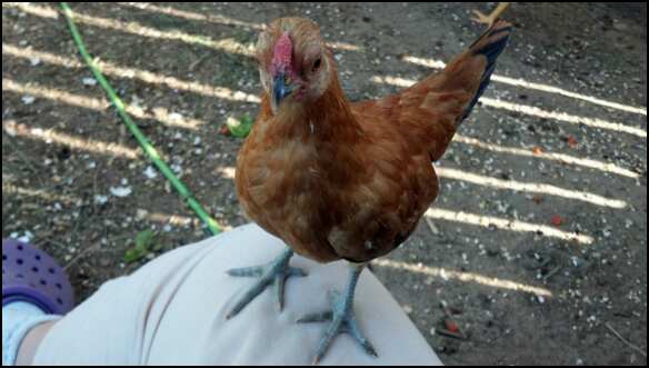 Got any more meal worms?