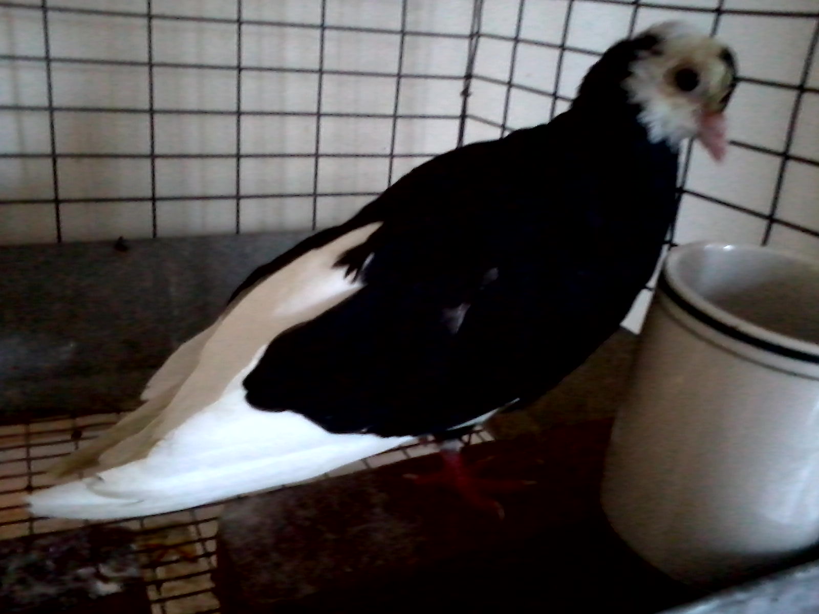 got as "roller", but rest though differant shaped look almost at least just like NYC flying flights, as far as i can tell..  his head and tail is plucked by others.