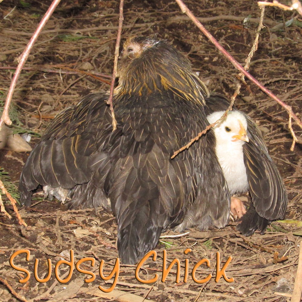 Got it! (One under each wing!)