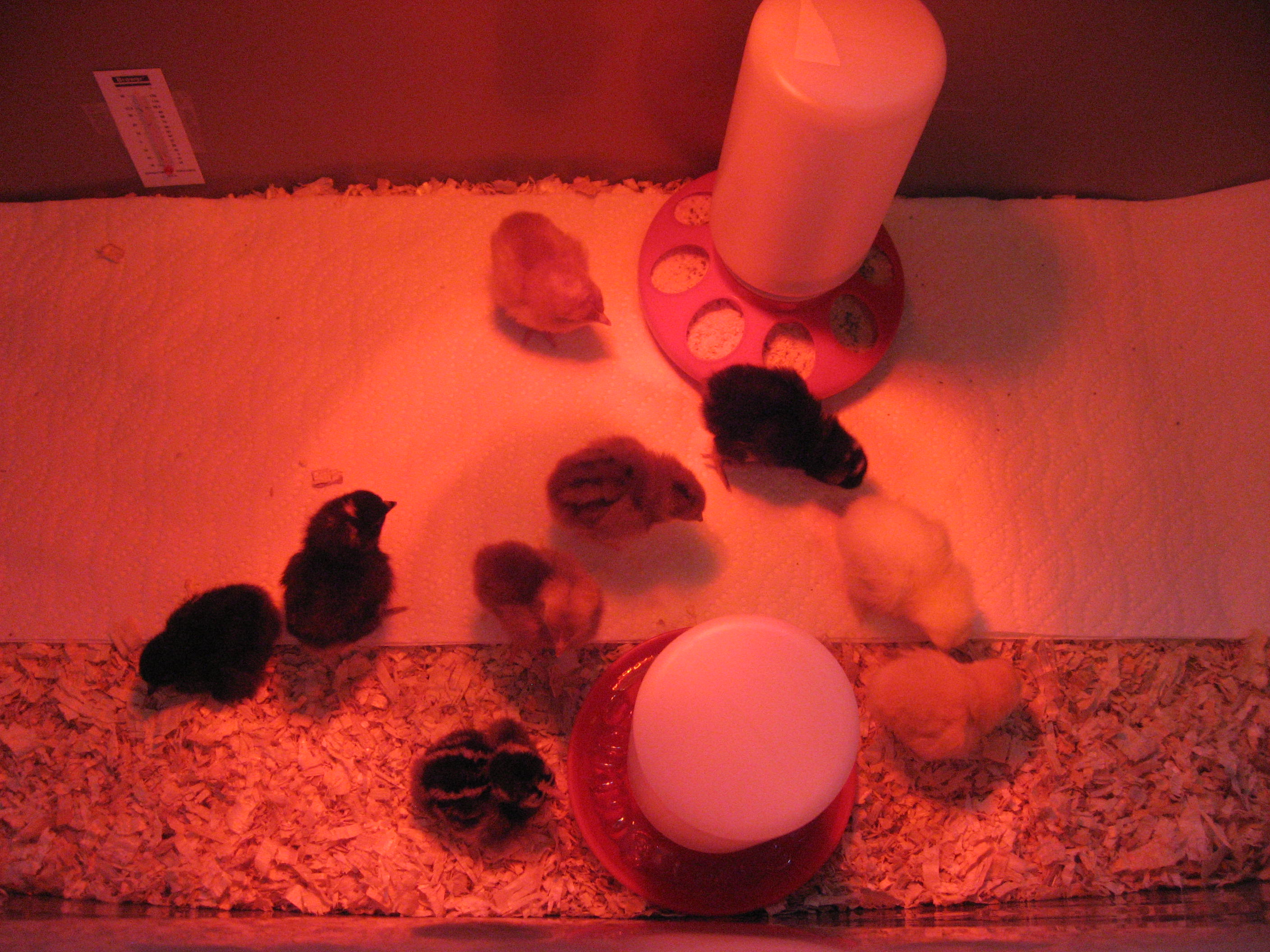 Got my 9 girls yesterday ;) Barely slept last night, I was so worried about them. But all is well this morning!