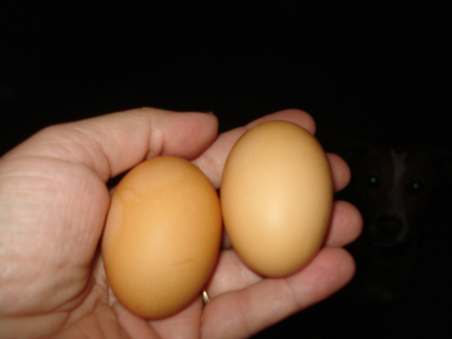 Got my first eggs today, how exciting!!