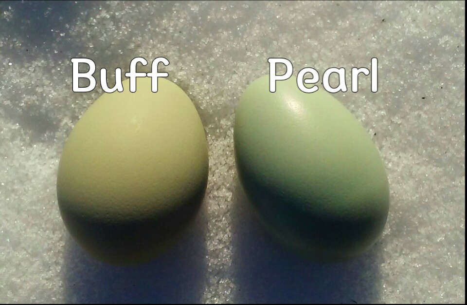 Got my first three eggs earlier this week, but this was the first time I got two at once. One white and one buff Americana (i'm sure you can figure out which one is which by the names)