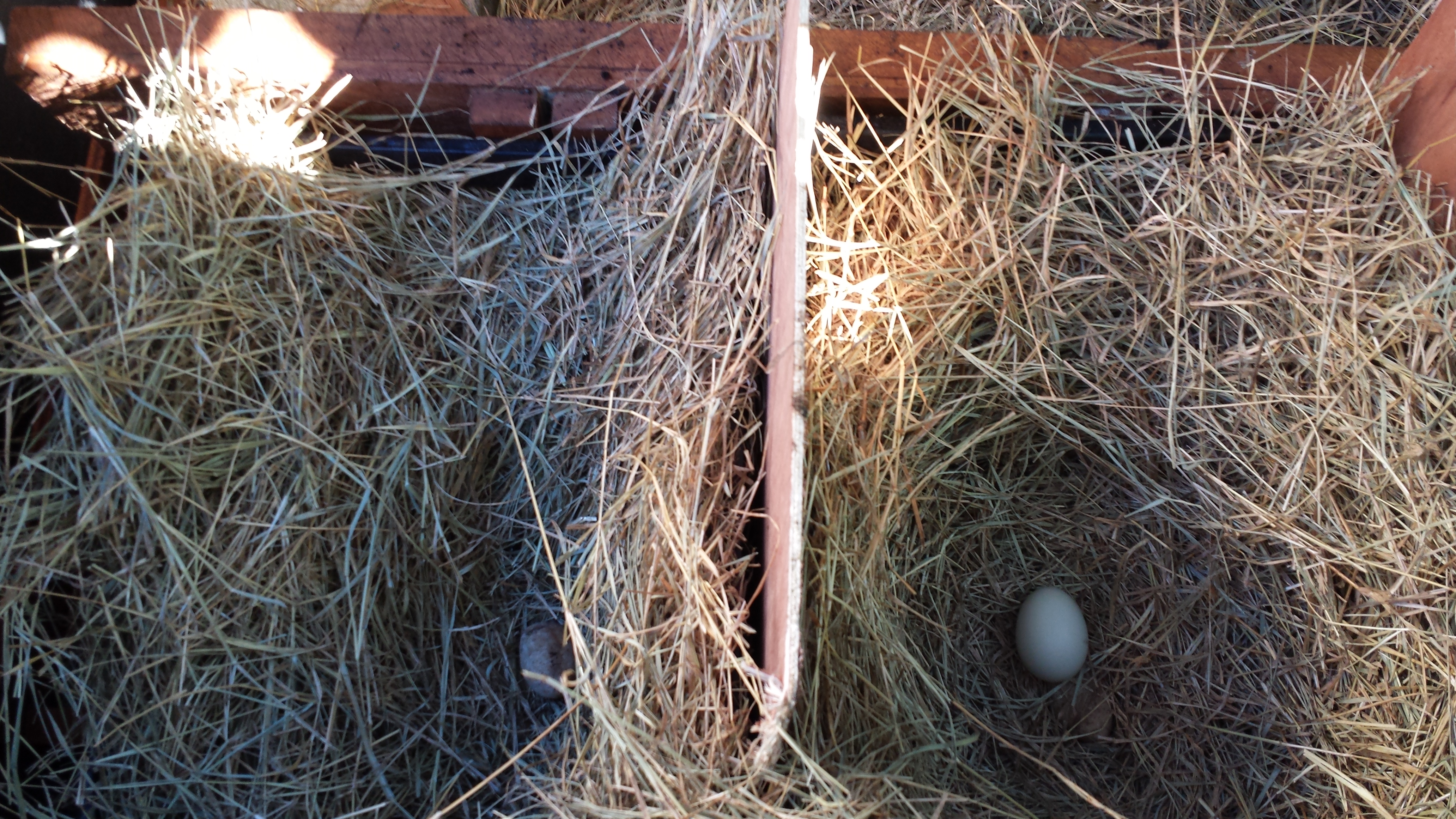 Got our first egg from our Leghorn and Easter egger last week and they've been laying every day. I think there happy here.