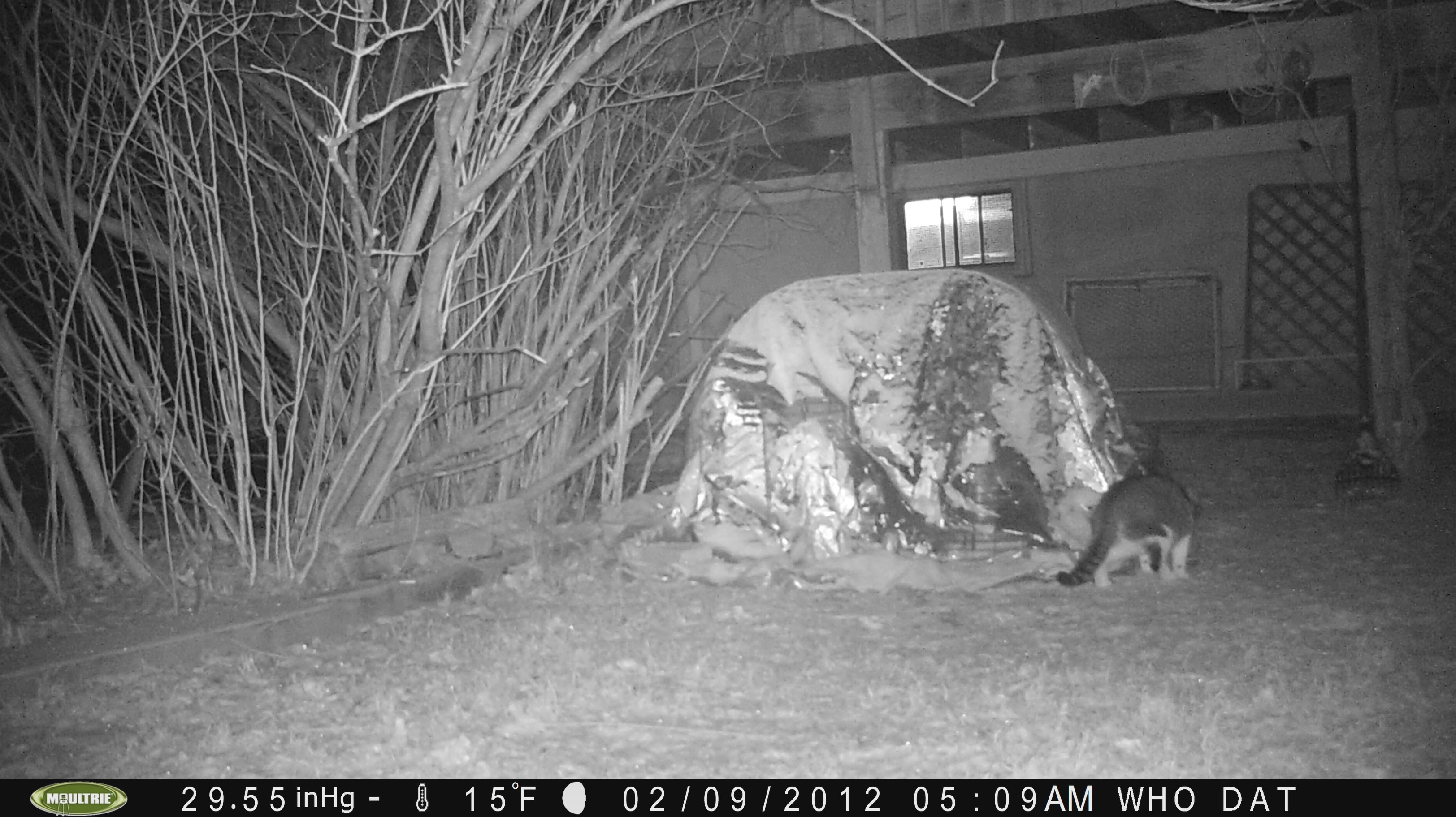 Got this early in the morning on my Moultrie M-100.  housecat or raccoon???

gamecam1.jpg