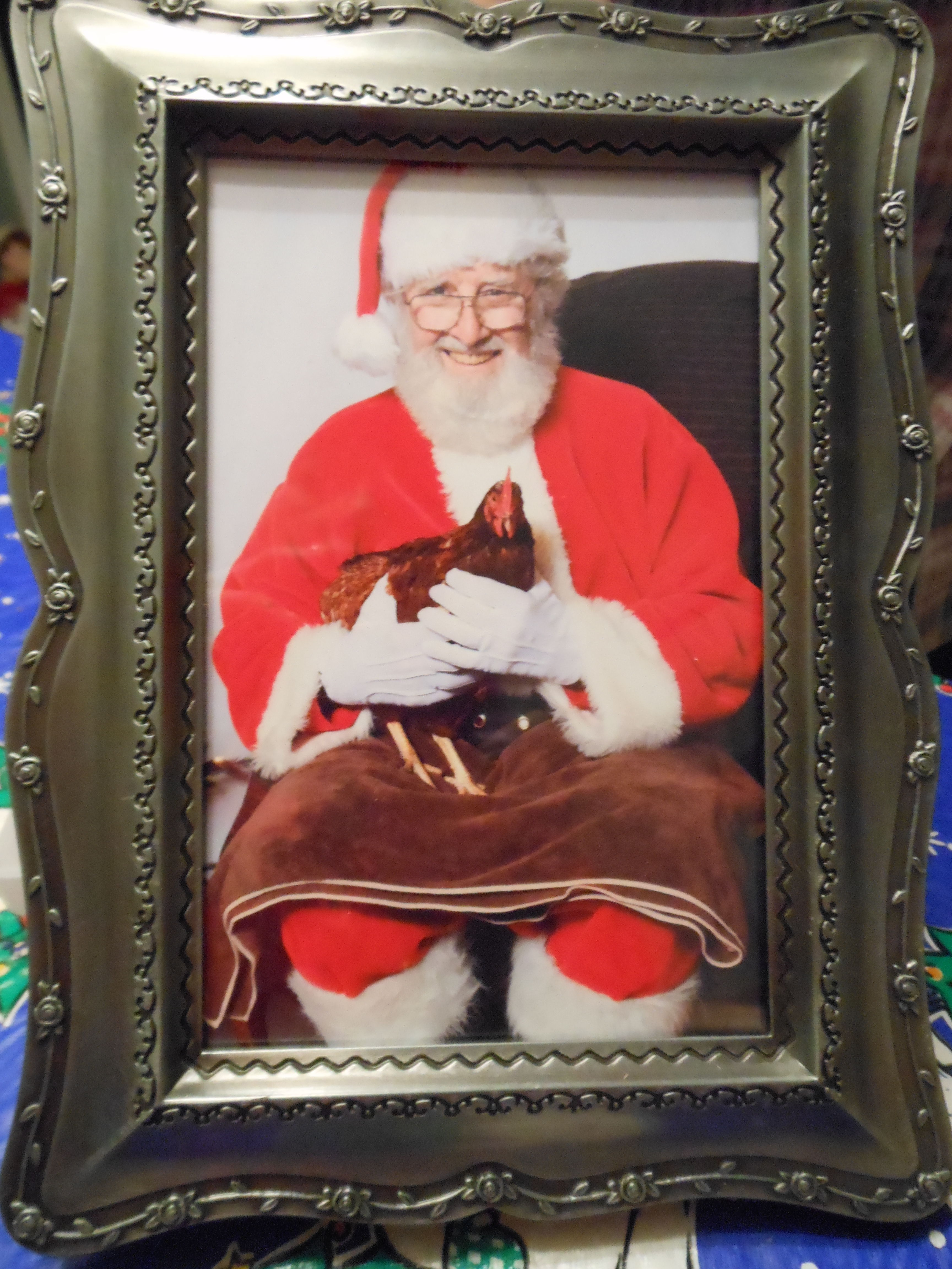 got this from Santa last year it was his first chicken