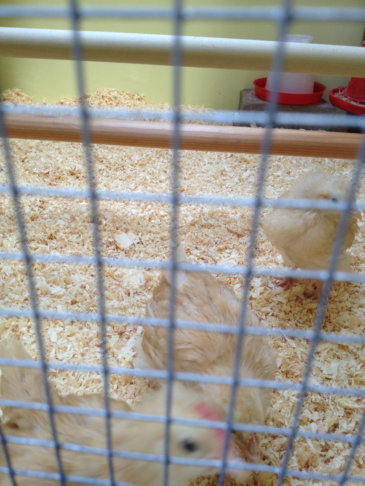 Got to spend their first night in their new coop! I love the screened window! Not only good for warm nights but I can check on them!