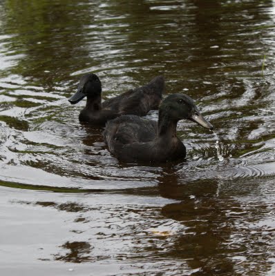 Goth and Punk, first swim in a pond created by a 500 year flood at the Alaska Hamptons.  Photo by Dorene Lorenz.  All Rights Reserved.  Copyright 2010.