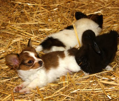 Goth with two bird dogs - papillon puppies.  At the Alaska Hamptons Fourth of July petting zoo.  Photo by Dorene Lorenz.  All Rights Reserved.  Copyright 2010.