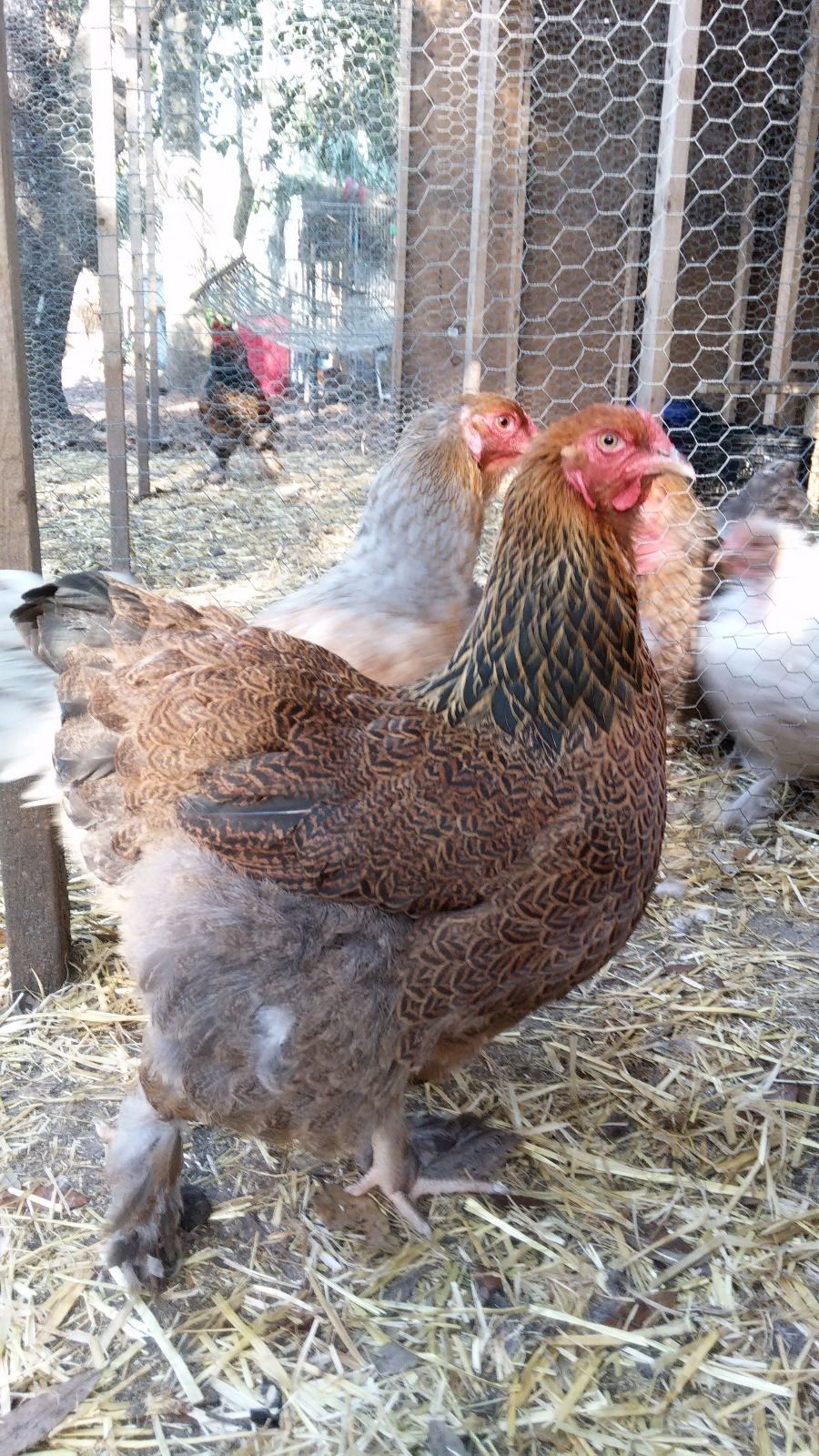 GP Brahma hen