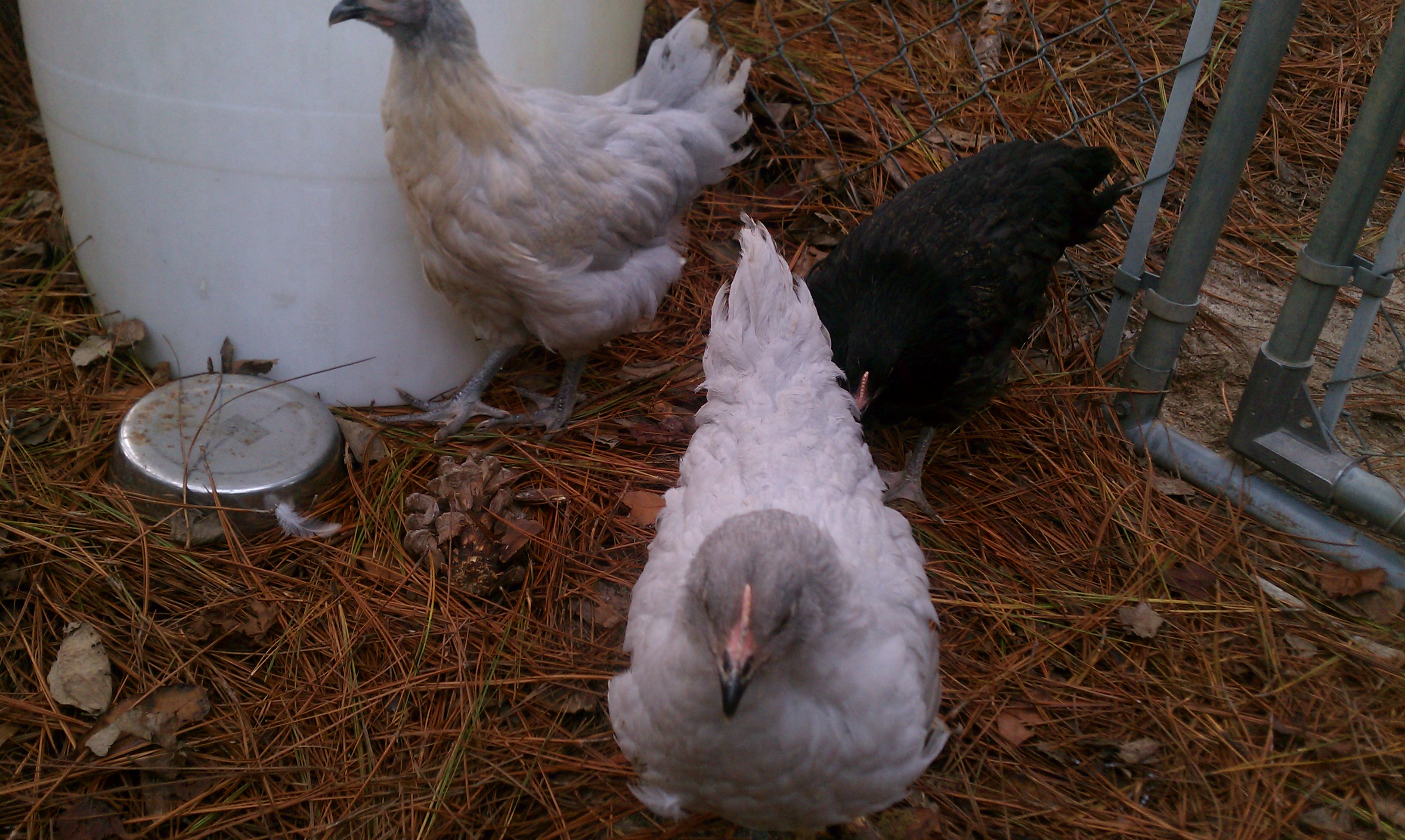 "Grace" in the backround, ? orp in the front, "Buckeye" eating inbetween