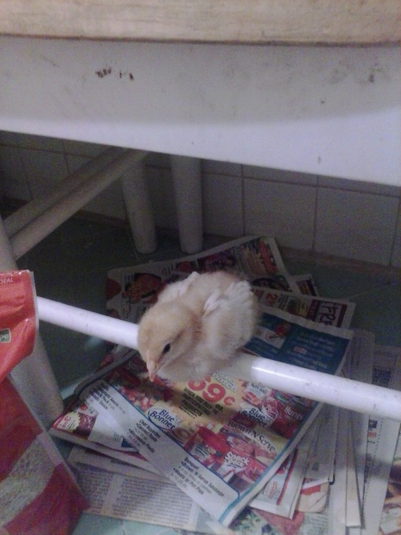 Grace was the first to roost.