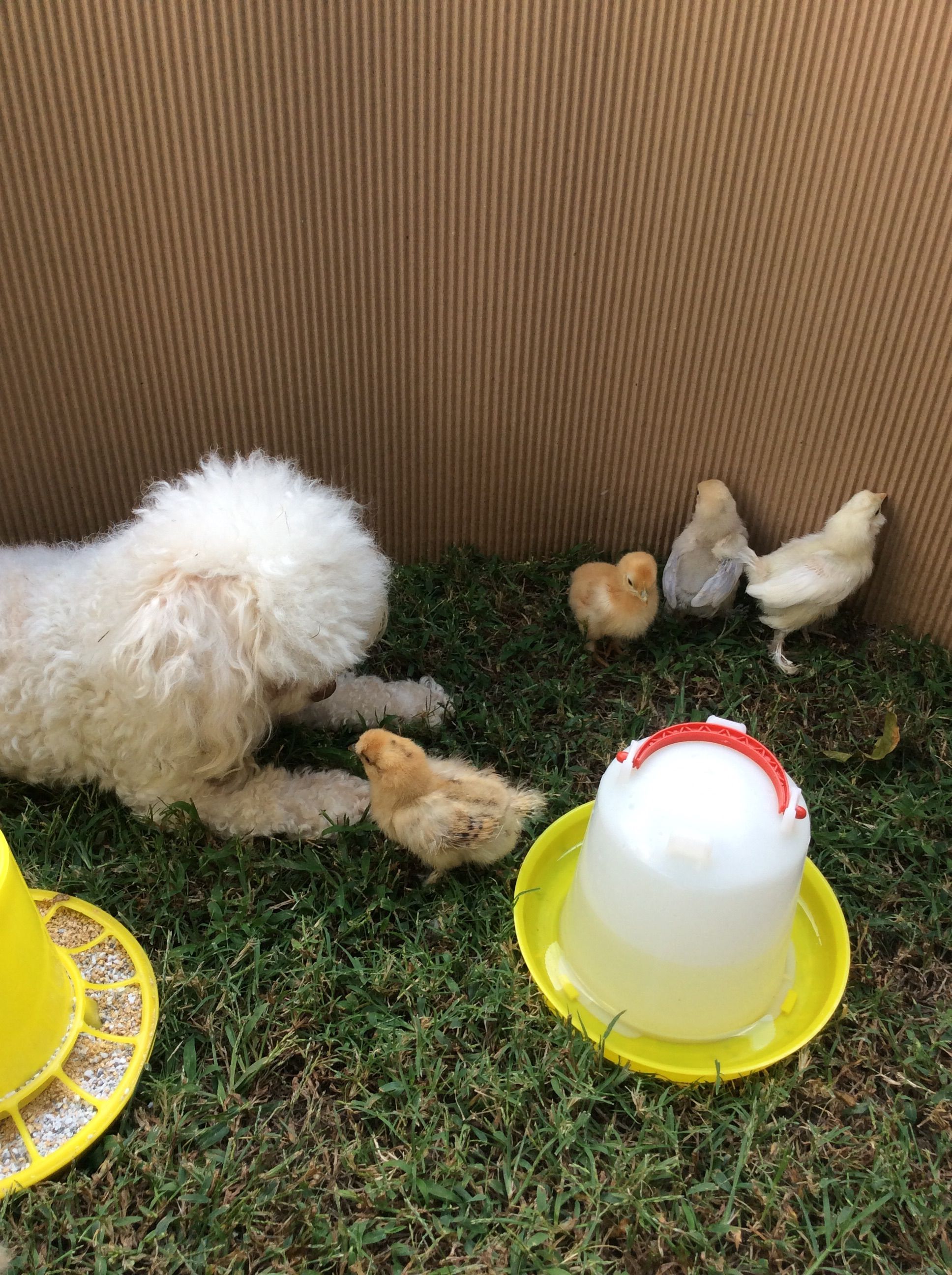Gracie and the new babies