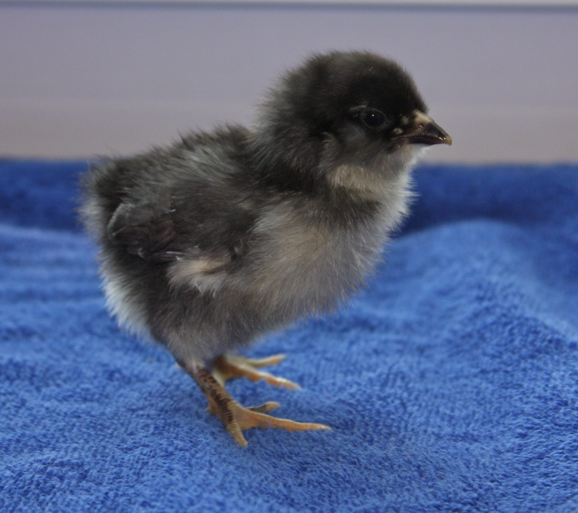 Gracie - Bantam Easter Egger