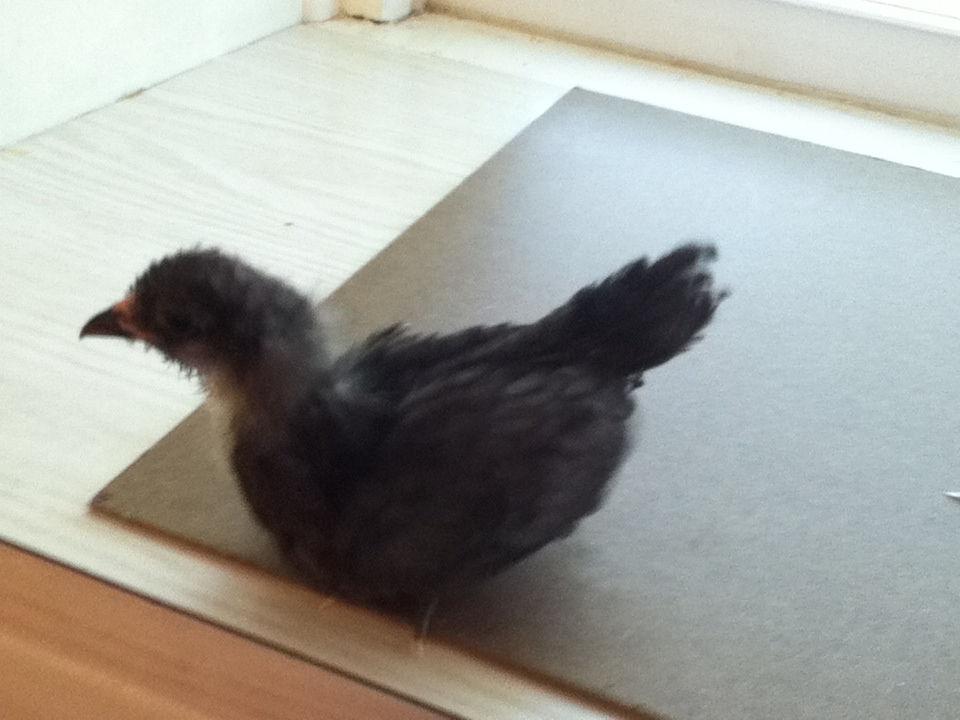 Gracie - Bantam EE - 3 1/2 weeks