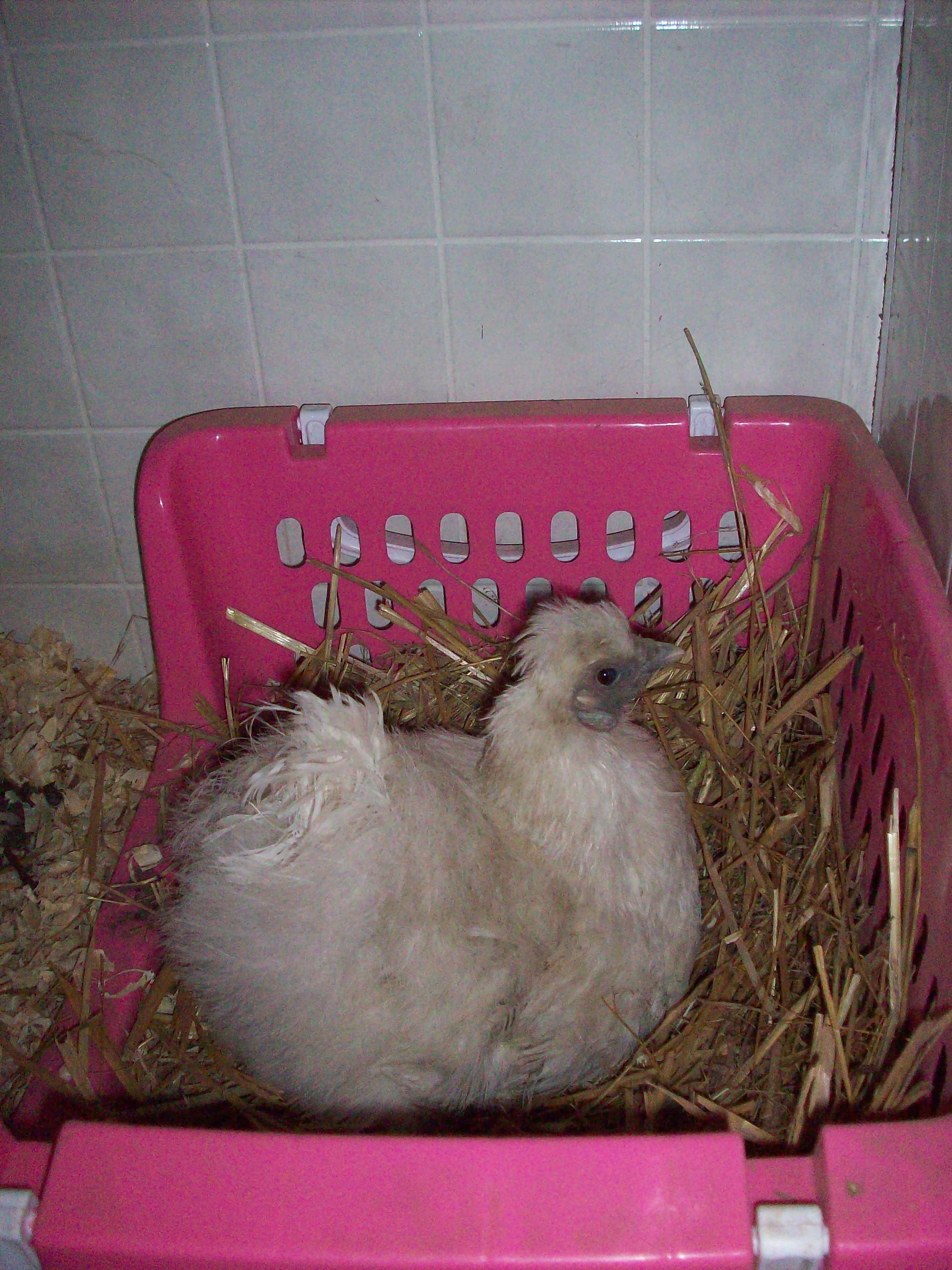 Gracie...gone broody