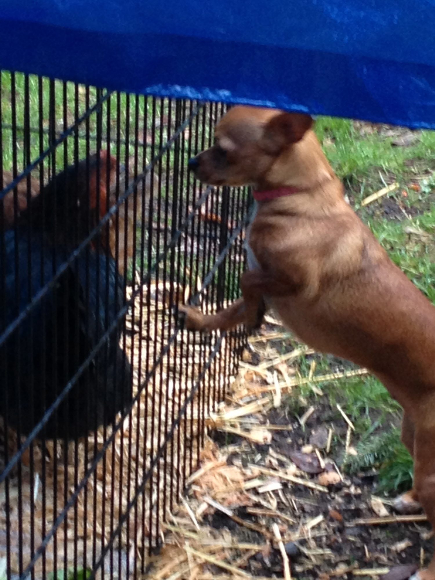 Gracie trying to make friends. Dec. 13, 2012