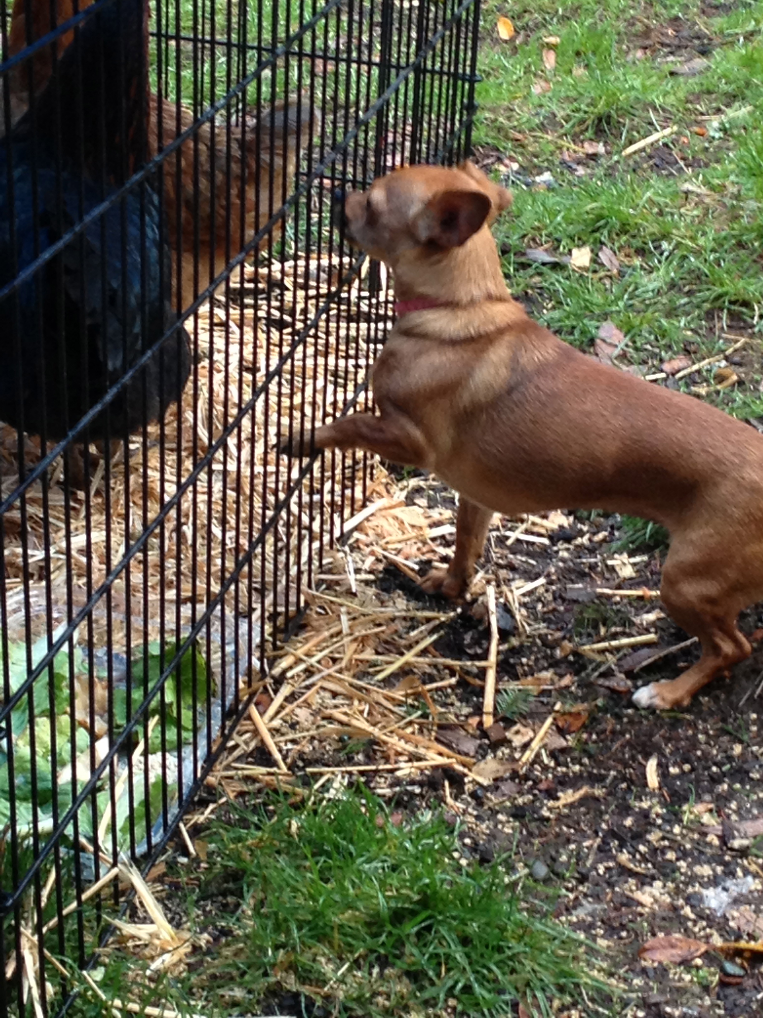 Gracie trying to make friends. Dec. 13, 2012