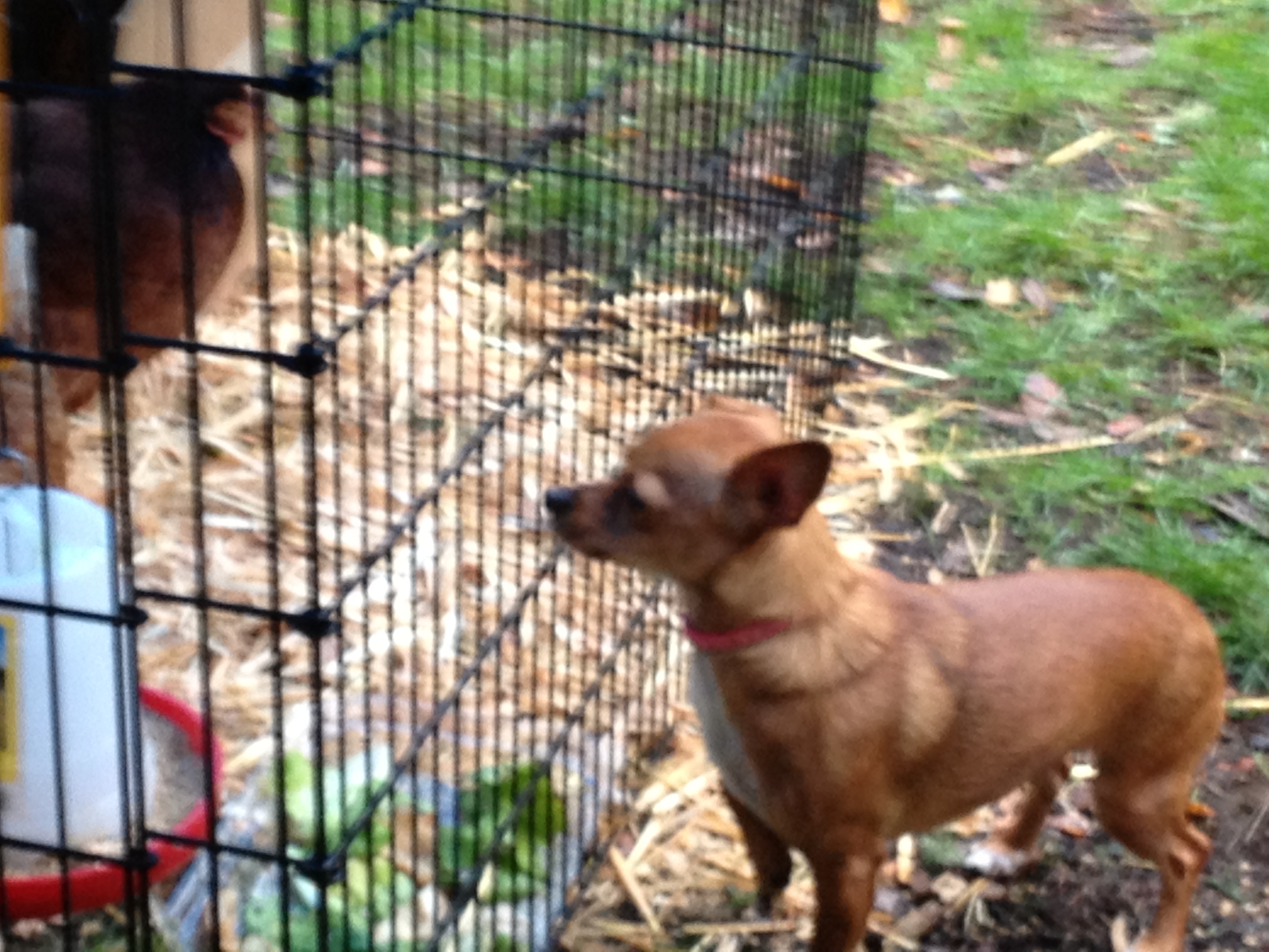 Gracie trying to make friends. Dec. 13, 2012