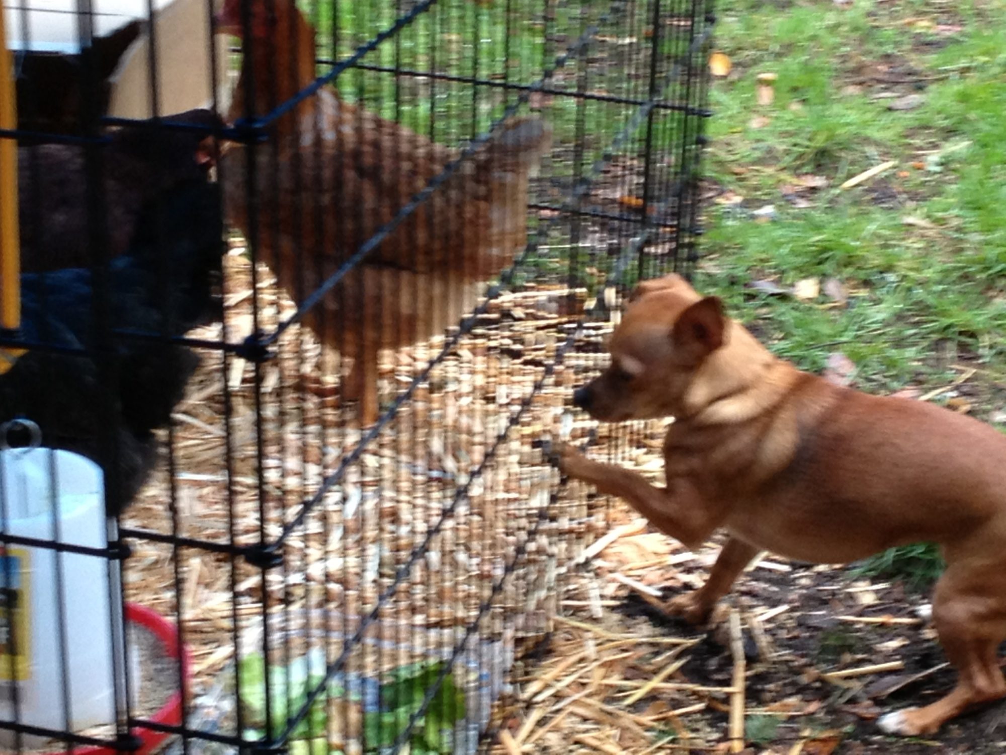 Gracie trying to make friends.  Hens not interested.  :-(  Dec. 13, 2012