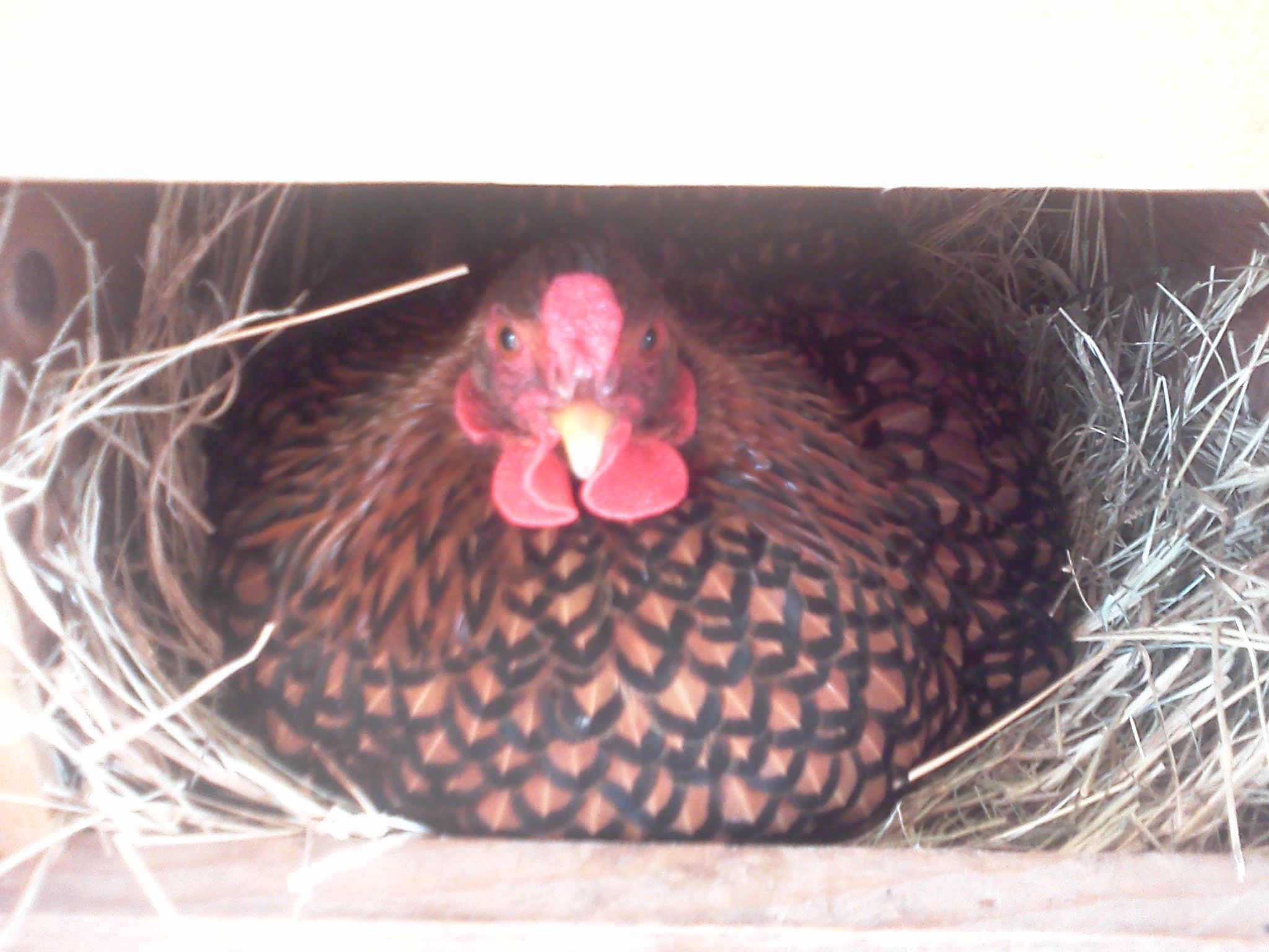 Gracie waiting patiently for babies.