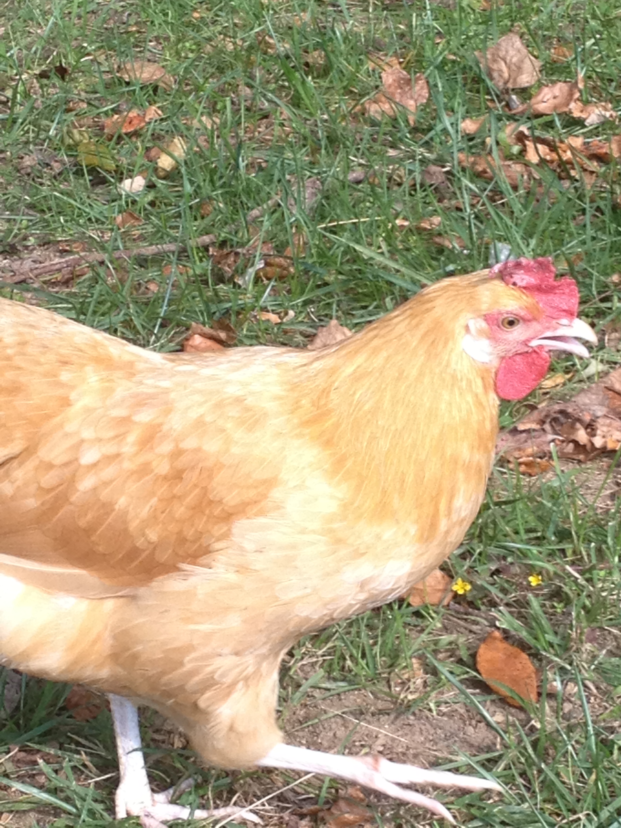 Gracie
