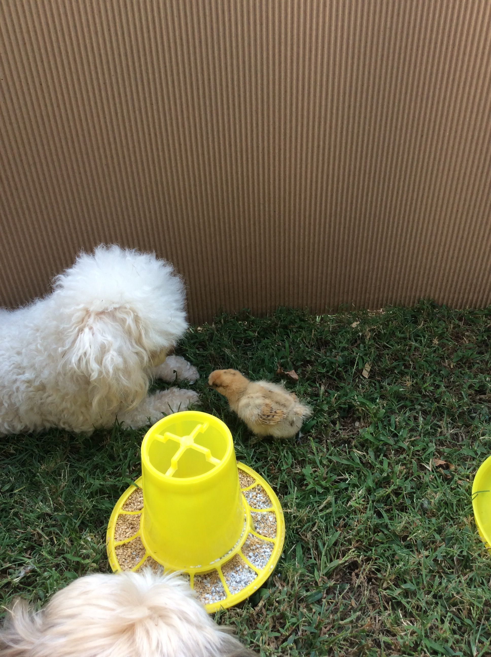 Gracie's new friend.