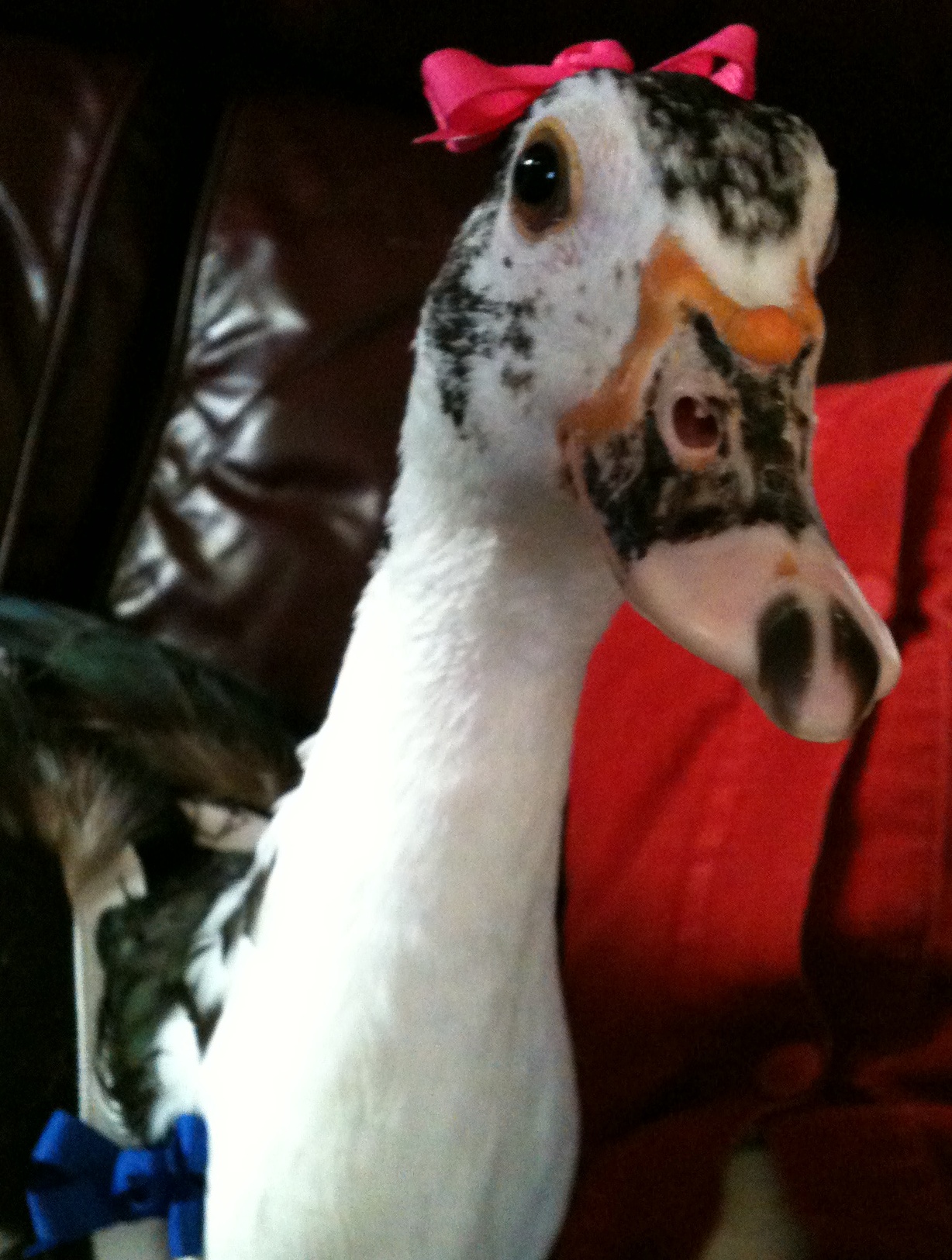 Grandma put a bow in her head & she doesn't mind. Silly ducky!