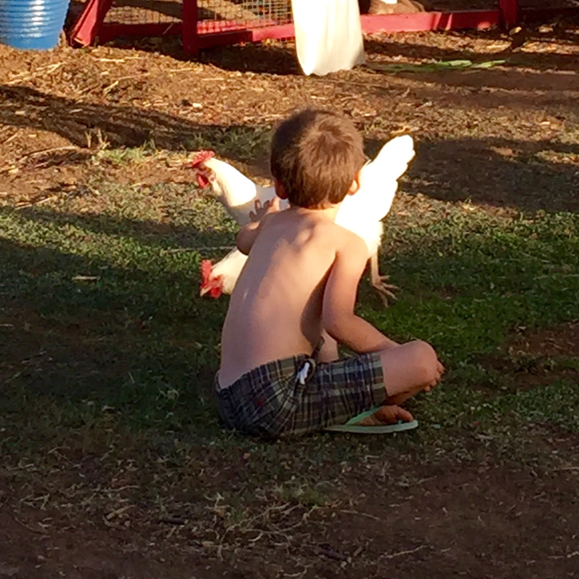 Grandson and hens.