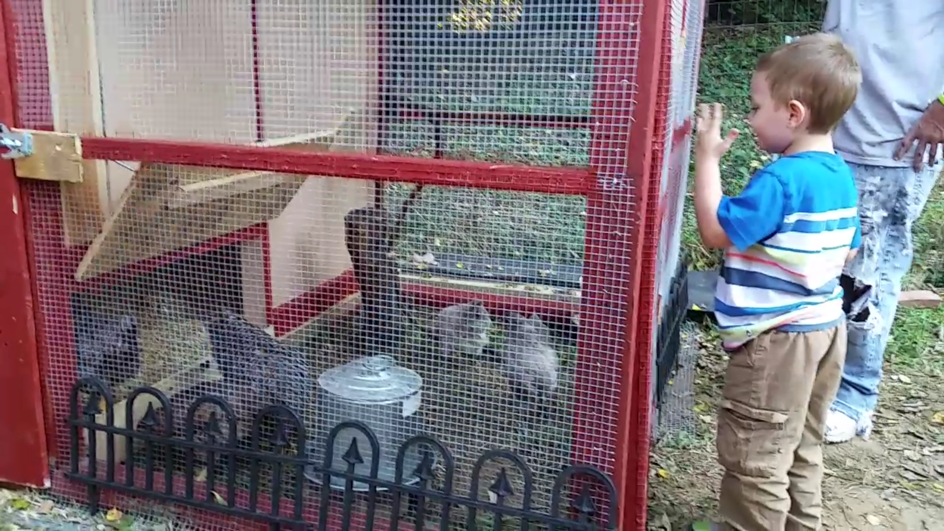 Grandson counting chickens!
