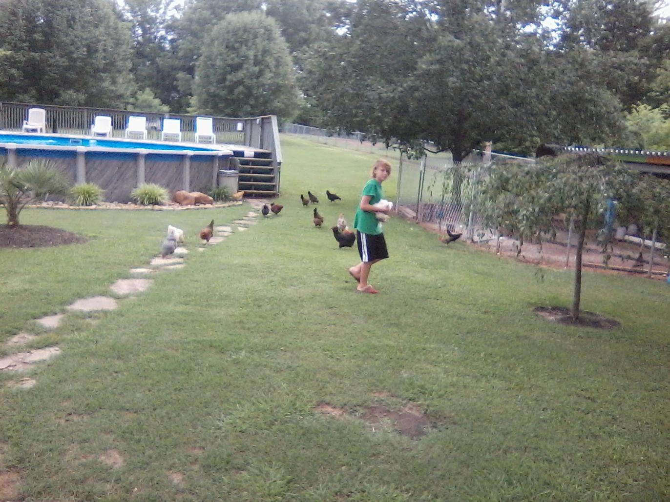 Grandson letting chickens out to graze.