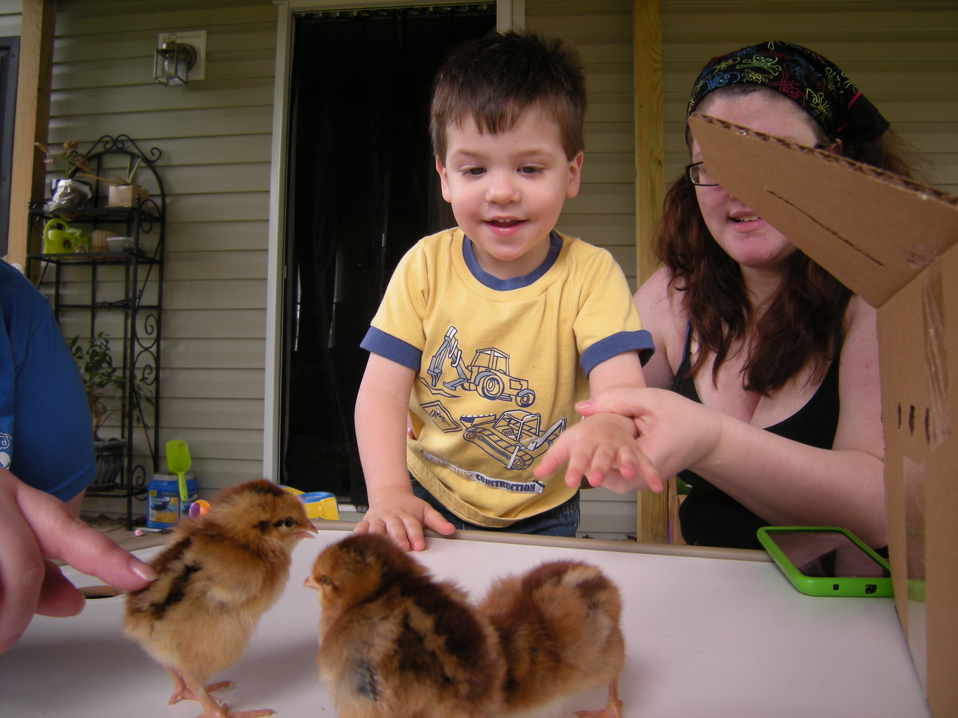 grandson seeing chicks for fisrt time