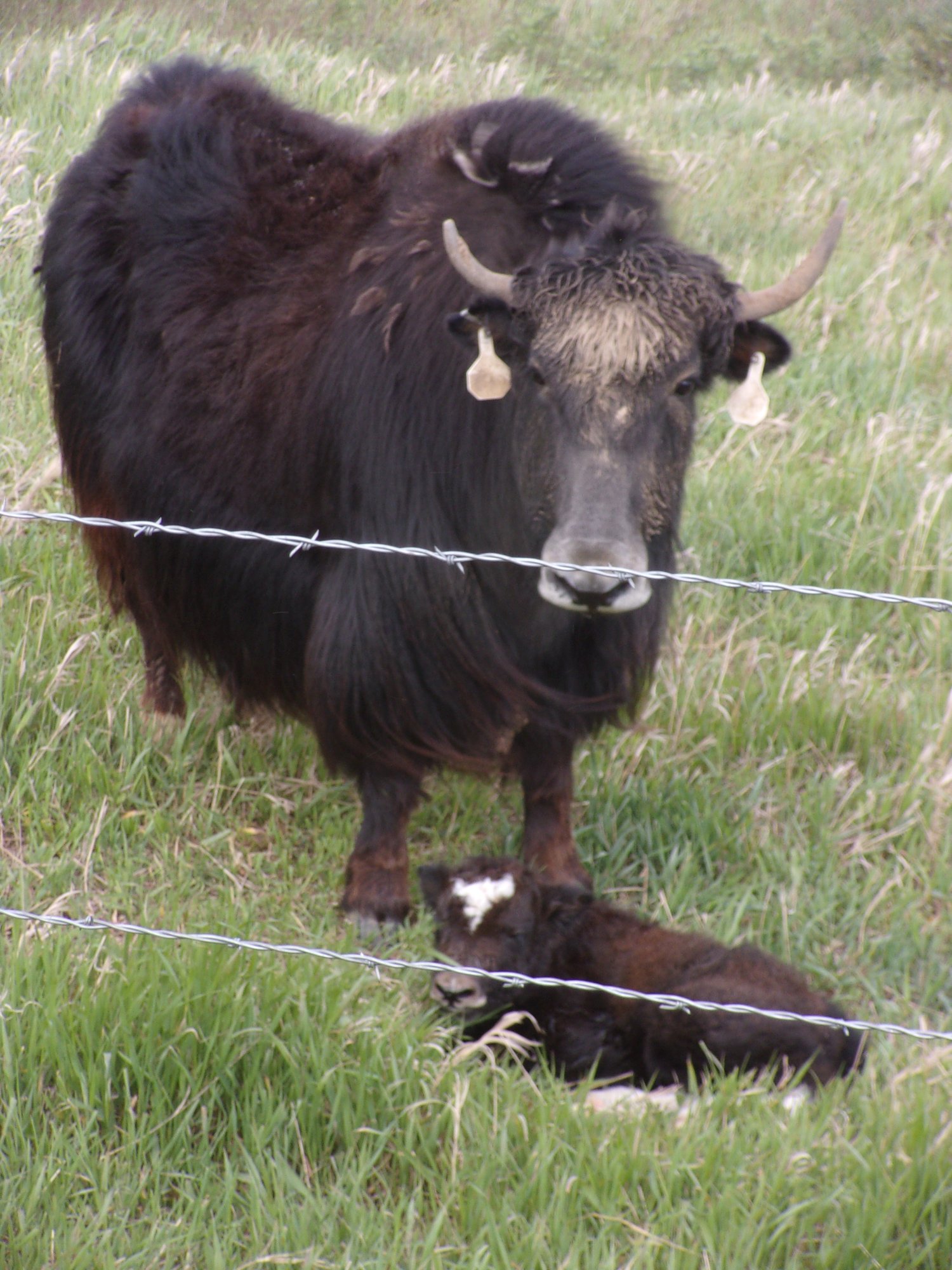 Granny And Calf May 25 2017 004