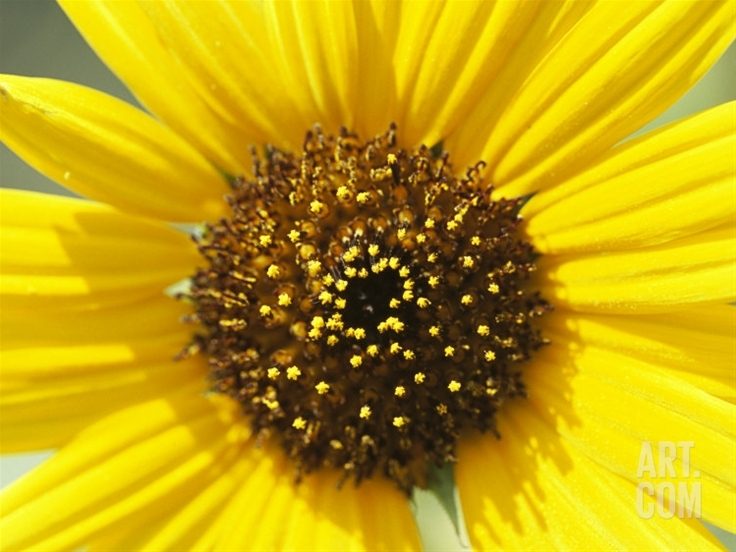 Granville Ferry, Nova Scotia BackYard Chickens Learn How to Raise