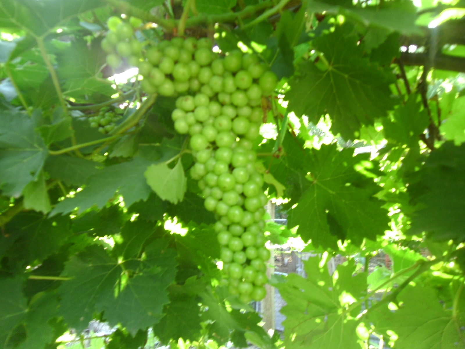grapes